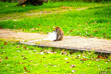 monkey to find food in a disposable plastic bag is dangerous to animals and the environment