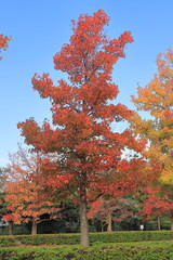 Autumn leaves of sweetgun