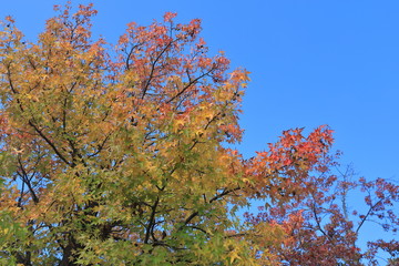 Fototapeta premium Autumn leaves of sweetgun