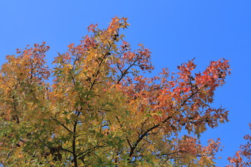 Autumn leaves of sweetgun