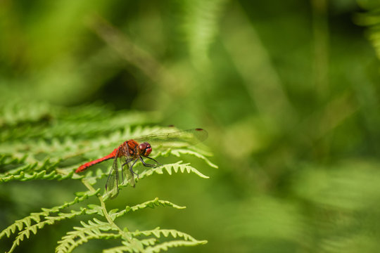 Red dragonfly / damselfly siting on green leaf