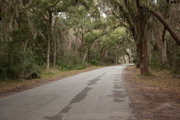 Fototapeta premium Road under Trees