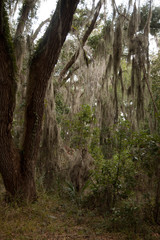 Spanish Moss on Live Oak trees