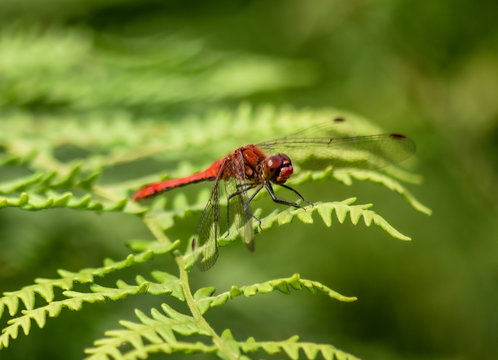 Red dragonfly / damselfly siting on green leaf