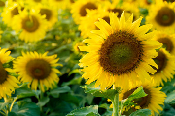 Fototapeta premium The large sunflower fields are bright and dense.