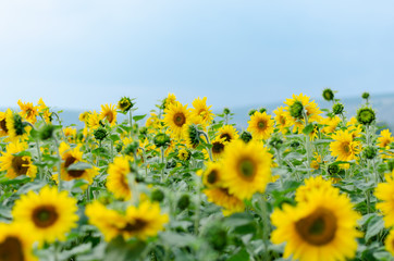 field of sunflowers