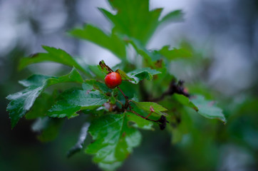 red berries on tree