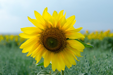 sunflower in the field