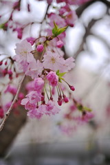 サクラ咲き乱れ