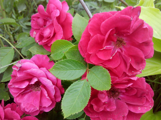 Fototapeta premium Pink Rose flower with raindrops on background pink roses flowers. Nature.