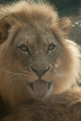Close up of a male Lion