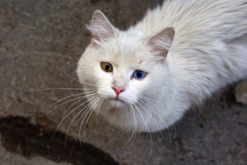 Street cat with different eyes. Yellow and blue eye.