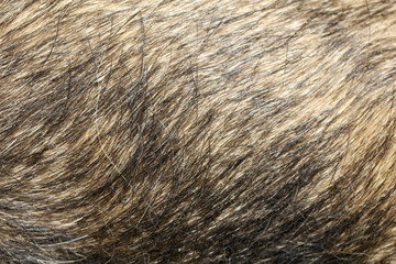 Close up gray dog skin for pattern and background