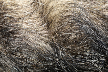Close up gray dog skin for pattern and background