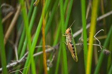 green grass hopper on grass close up background