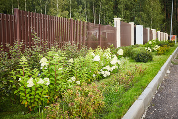 The fence of wooden boards. border and lawn. spray chrysanthemum.