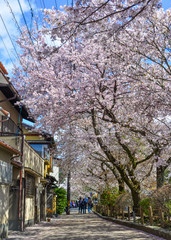 Cherry blossom (hanami) in Kyoto, Japan
