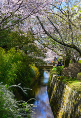 Cherry blossom (hanami) in Kyoto, Japan