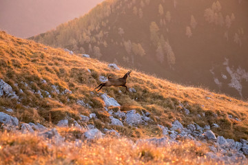sunlit chamois running on mountain pasture