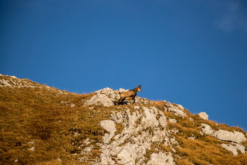 chamois on a grass peak with blue sky