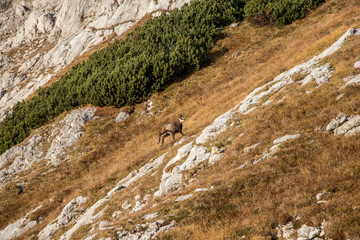 chamois running over mountain pasture