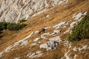 chamois grazing on mountain pasture
