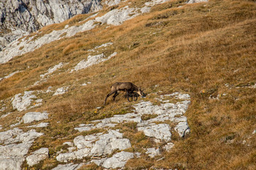 Fototapeta na wymiar chamois grazing on a steep slope