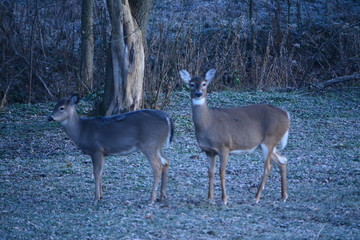 Deer In The Morning