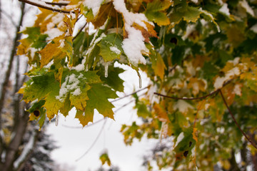 Colorful maple leaves, the first snow. Autumn, November, Park.