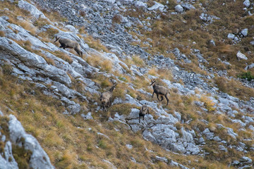 a herd of chamois on a steep slope