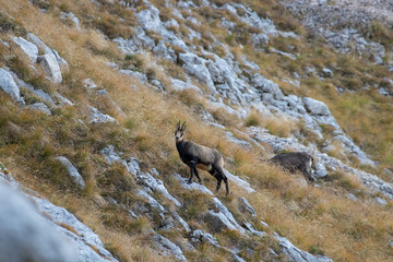 chamois on a steep slope
