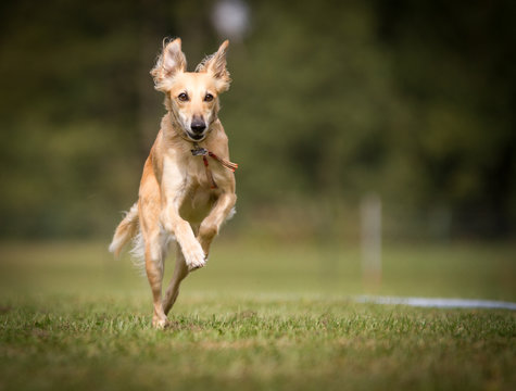 Silken Windsprite fliegt vorbei