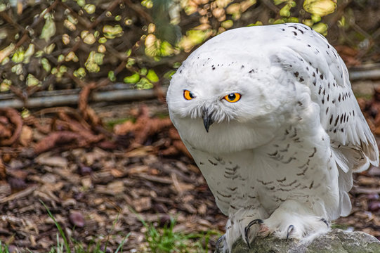 Schneeeule