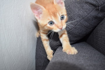 Cat's