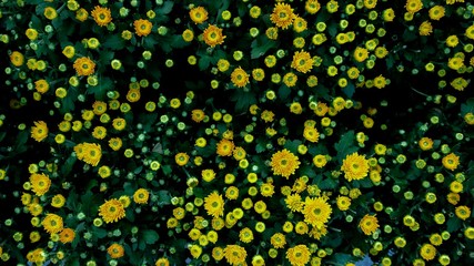 Many small flowers  with green leaves in pot