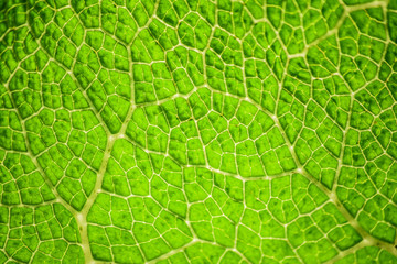 Underside of leaf close up texture background 