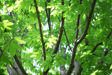 トチノキ（新緑）