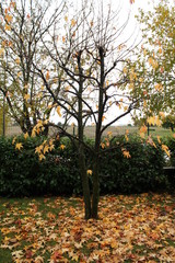 Naklejka premium autumn