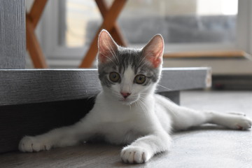 Cat's