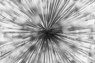 Abstract and modern representation of Allium (flowering onion bulb) in black and white and detail.