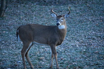 Deer In The Morning