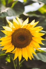 Sunflower field Background on sunset with selective focus