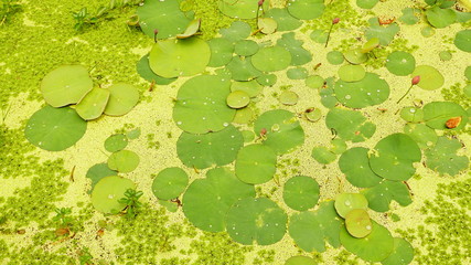 Lotus In Park