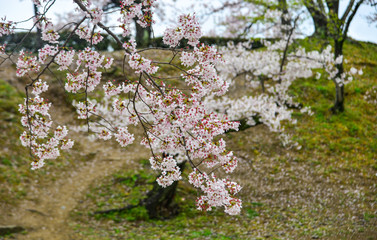 Cherry blossom (hanami) in Kyoto, Japan