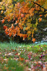 Beautiful yellow and red maple leaves on tree in fall season. Autumn leaves dyed in beautiful colors.