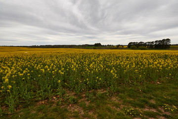 Fototapeta na wymiar Rapeseed crops near Braidwood, New South Wales, Australia