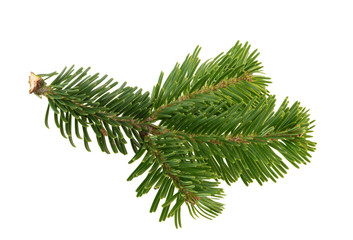 Fir tree isolated on white background