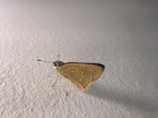 butterfly, insect, nature, macro, moth, wings, wing, white, fly, brown, isolated, wildlife, animal, summer, green, flower, lepidoptera, beautiful, bug, beauty, natural, blue, insects, colorful, antenn