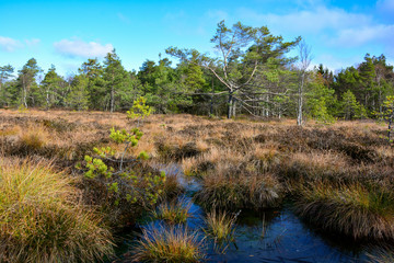 Obraz premium Moor eyes in the black moor in the Rhön, Bavaria, Germany