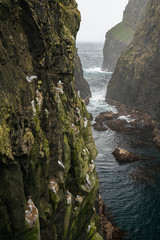 Seagulls nesting between over rocks on the cliffs in Mykines, Faroe Islands